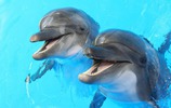 Zwei Delfine (Bild: Aleksandr Lesik / fotolia.com)