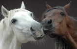 Zwei Pferde (Bild: Katja Goebel)