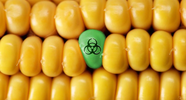 Maiskolben mit genetischer Veränderung steht für Genmais (Bild: Thomas Hansen / fotolia.com)