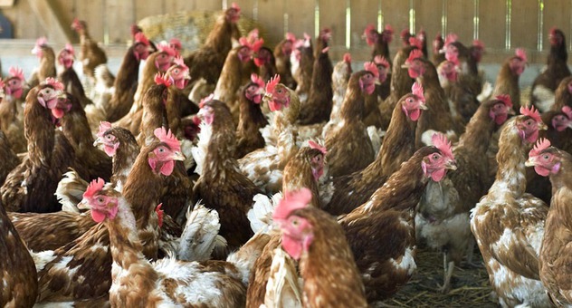 Eng beieinander stehende Hühner (Bild: danielschoenen / fotolia.com)