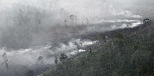 Waldbrände in Indonesien (© Greenpeace / Vinai Dithajohn)