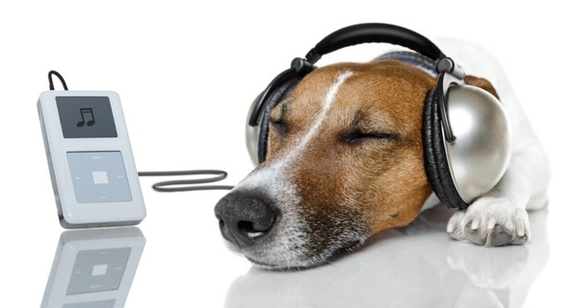 Hund mit Kopfhörer und mp3-Player (Bild: javier brosch / fotolia.com)