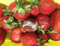 Erdbeeren mit Schimmel