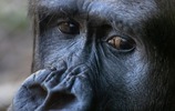 Traurig guckender Gorilla in Nahaufnahme
