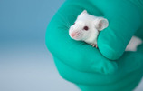 Maus in der Hand eines Laboranten (Bild: sidnapper / istockphoto.com)