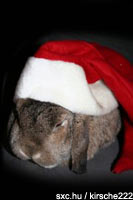 Ein Kaninchen mit Weihnachtsmütze