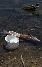 Plastikbecher im Wasser neben totem Fisch
