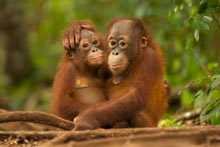 Orang-Utans auf Borneo